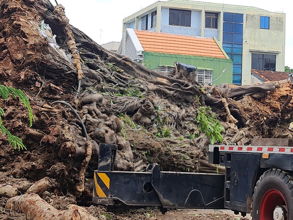 Vất vả dịch chuyển cây đa 200 tuổi bật gốc bịt kín cửa ngõ ra vào TP Quảng Ngãi - Ảnh 2