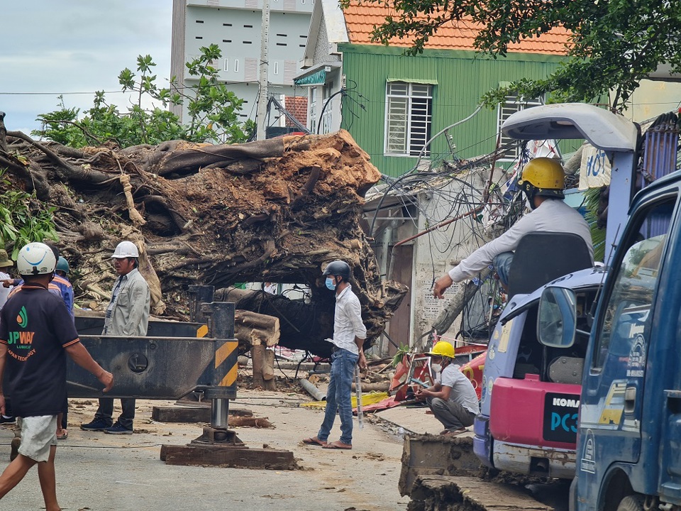Vất vả dịch chuyển cây đa 200 tuổi bật gốc bịt kín cửa ngõ ra vào TP Quảng Ngãi - Ảnh 1