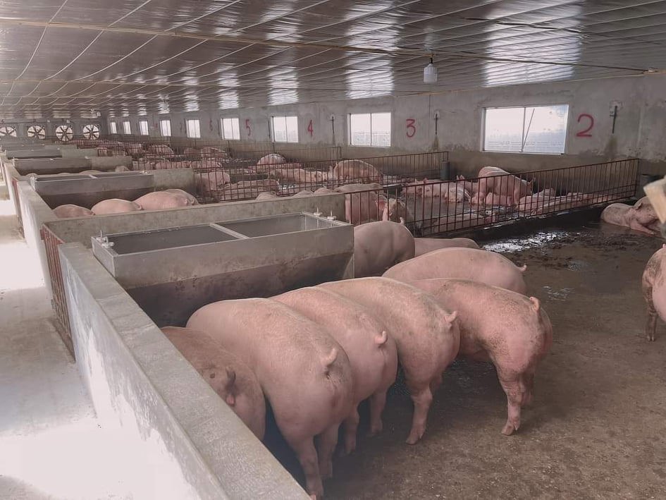 Giá lợn hơi ngày 14/9/2021: Lợn hơi đạt 60.000 đồng/kg người nuôi mới có lãi? - Ảnh 1