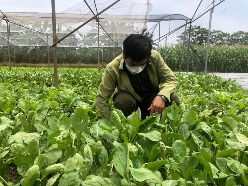 Quốc Oai giữ vững “mặt trận” sản xuất nông nghiệp mùa dịch Covid-19 - Ảnh 2