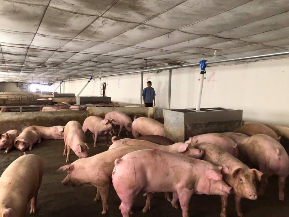 Thị trường thịt lợn: Đắt chỗ buôn, buồn chỗ bán - Ảnh 1