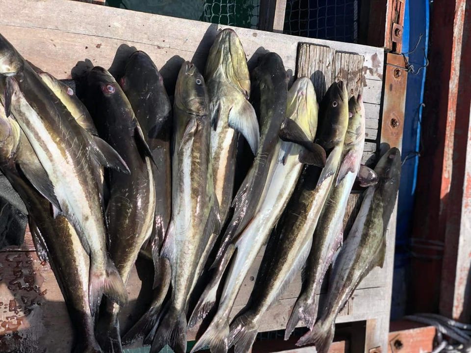 Kiên Giang: Hàng chục tấn cá nuôi lồng bè chết chưa rõ nguyên nhân - Ảnh 1