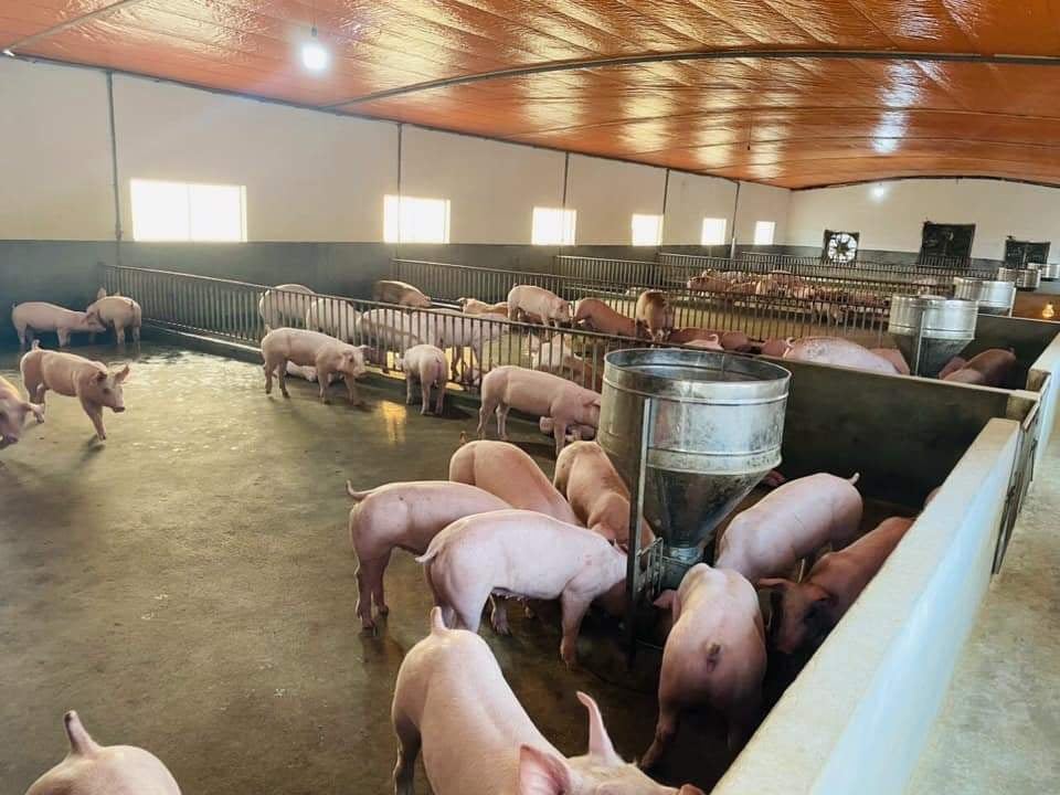Giá lợn hơi ngày 15/11/2021: Nhiều hộ dân phải ngưng tái đàn vì…lỗ - Ảnh 1