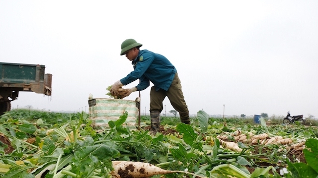Hà Nội sẽ có chính sách thúc đẩy sản xuất nông nghiệp trong tình hình mới - Ảnh 2
