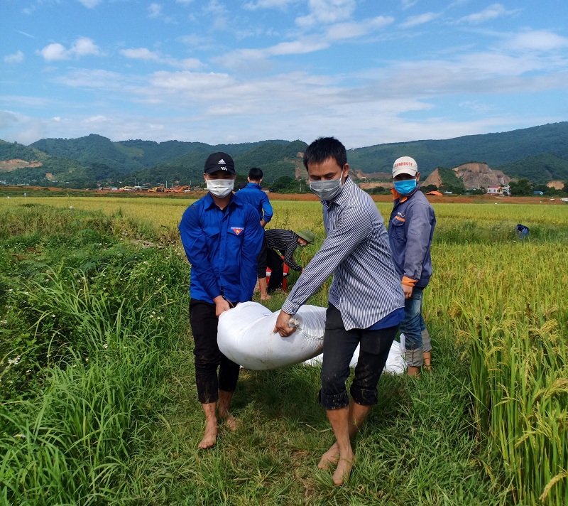 Huyện Thạch Thất huy động các lực lượng hỗ trợ người dân thu hoạch lúa Hè Thu 2021 - Ảnh 5