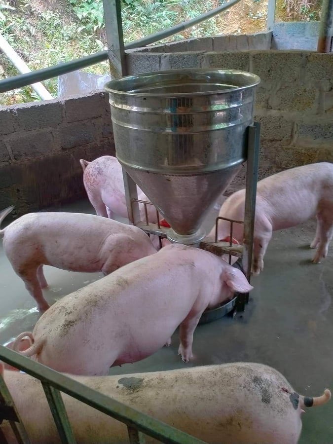 Giá lợn hơi ngày 1/11/2021: Miền Nam có giá cao nhất cả nước - Ảnh 1