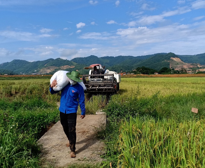 Huyện Thạch Thất huy động các lực lượng hỗ trợ người dân thu hoạch lúa Hè Thu 2021 - Ảnh 1