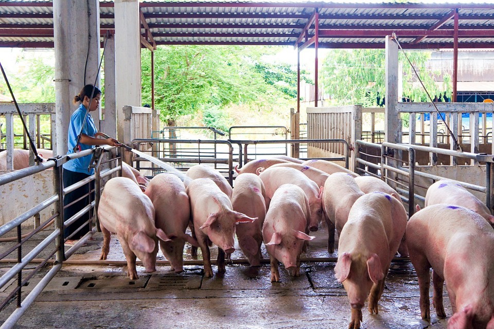 Giá lợn hơi ngày 27/10/2021: Tiếp tục tăng từ 1.000 - 5.000 đồng/kg - Ảnh 1