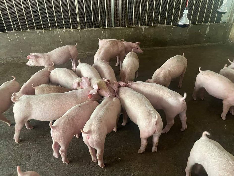 Giá lợn hơi ngày 21/9/2021: Giải pháp giúp người chăn nuôi tái đàn lợn phục vụ Tết Nguyên đán - Ảnh 1