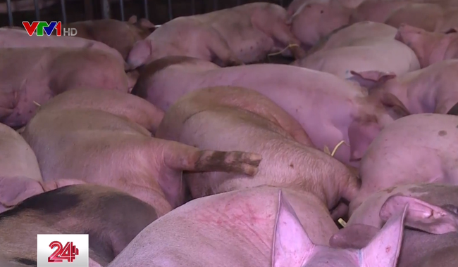 17 cán bộ phải giải trình vụ tiêm thuốc an thần cho 5.000 con lợn - Ảnh 1