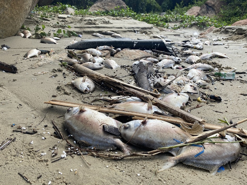 [Ảnh] Quảng Ngãi: Xót xa chôn hàng chục tấn cá bị chết do bão số 5 - Ảnh 1