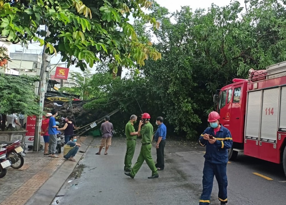 Quảng Ngãi: Cây đa hơn 200 tuổi bật gốc đè tử vong người đi đường - Ảnh 2