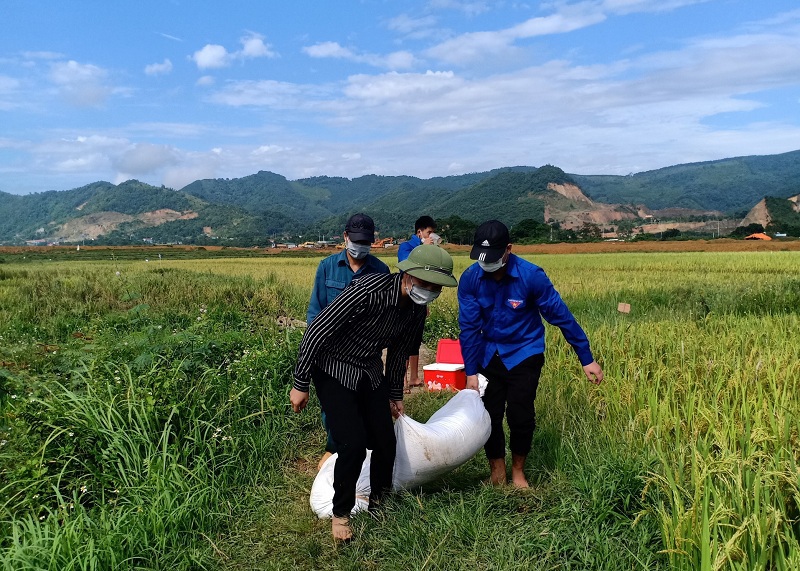 Huyện Thạch Thất huy động các lực lượng hỗ trợ người dân thu hoạch lúa Hè Thu 2021 - Ảnh 6