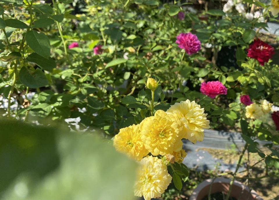 Rực rỡ vườn hồng quý hiếm giữa lòng TP Quảng Ngãi - Ảnh 10