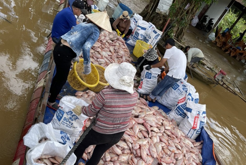 Đồng Nai: Nước lũ dâng lên bất thường khiến cá bè chết hàng loạt, thiệt hại hàng trăm tỷ đồng - Ảnh 3