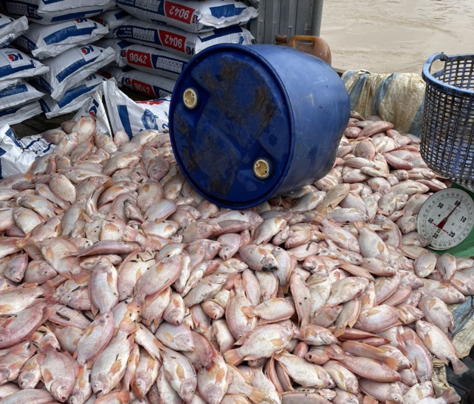 Đồng Nai: Nước lũ dâng lên bất thường khiến cá bè chết hàng loạt, thiệt hại hàng trăm tỷ đồng - Ảnh 4