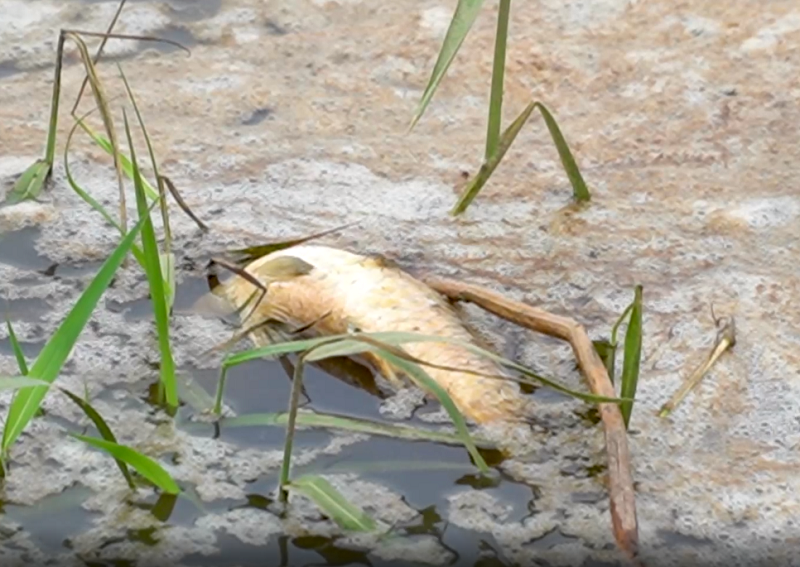 Quảng Ngãi: Vịt, cá chết bất thường trên sông Hầm Giang - Ảnh 2