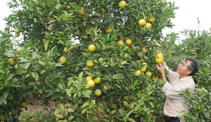 Xây dựng chi hội nghề nghiệp ở Hà Nội: Tập hợp nông dân cùng chí hướng làm giàu - Ảnh 2
