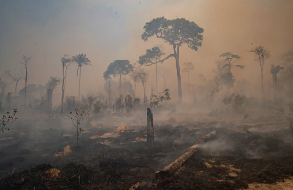 Cột mốc mới tại COP26: Thế giới ngừng phá rừng - Ảnh 1