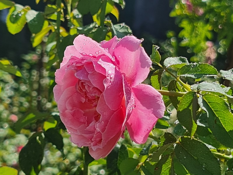 Rực rỡ vườn hồng quý hiếm giữa lòng TP Quảng Ngãi - Ảnh 9