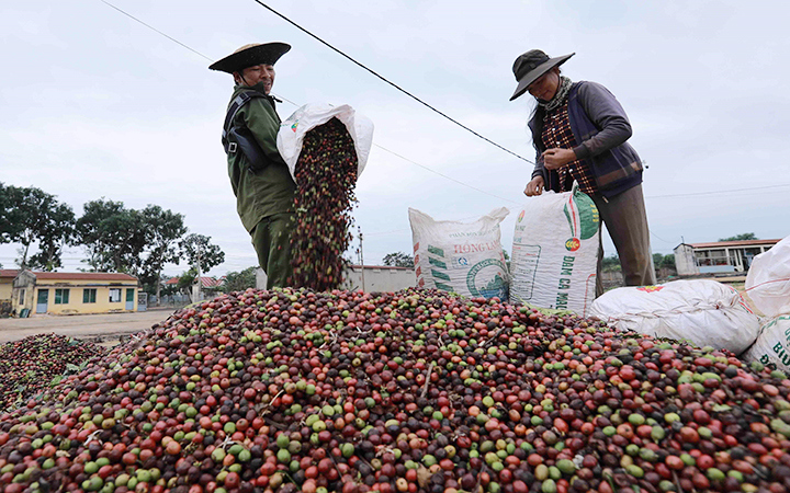 Giá cà phê hôm nay 22/10: Robusta tăng 3 ngày liên tiếp, Tây Nguyên rốt ráo tìm nhân công thu hái vụ mới - Ảnh 1