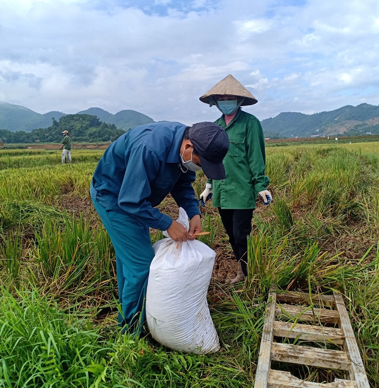 Huyện Thạch Thất huy động các lực lượng hỗ trợ người dân thu hoạch lúa Hè Thu 2021 - Ảnh 2