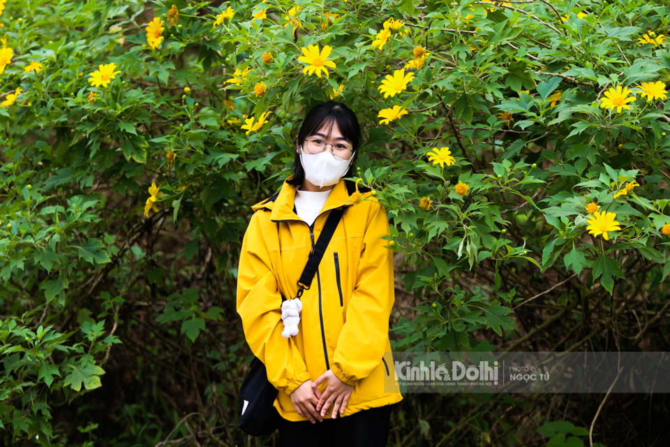 [Ảnh] Ngắm hoa dã quỳ bung sắc vàng trong sương mờ tại Vườn quốc gia Ba Vì - Ảnh 11