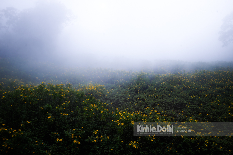 [Ảnh] Ngắm hoa dã quỳ bung sắc vàng trong sương mờ tại Vườn quốc gia Ba Vì - Ảnh 4