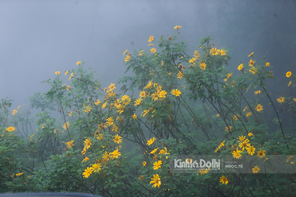 [Ảnh] Ngắm hoa dã quỳ bung sắc vàng trong sương mờ tại Vườn quốc gia Ba Vì - Ảnh 5