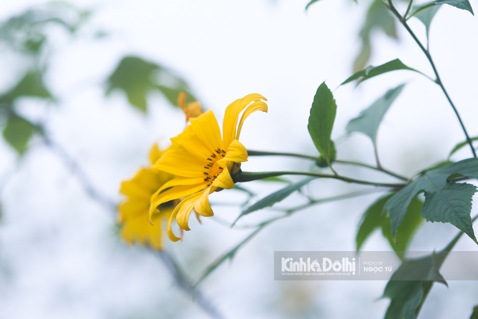 [Ảnh] Ngắm hoa dã quỳ bung sắc vàng trong sương mờ tại Vườn quốc gia Ba Vì - Ảnh 6