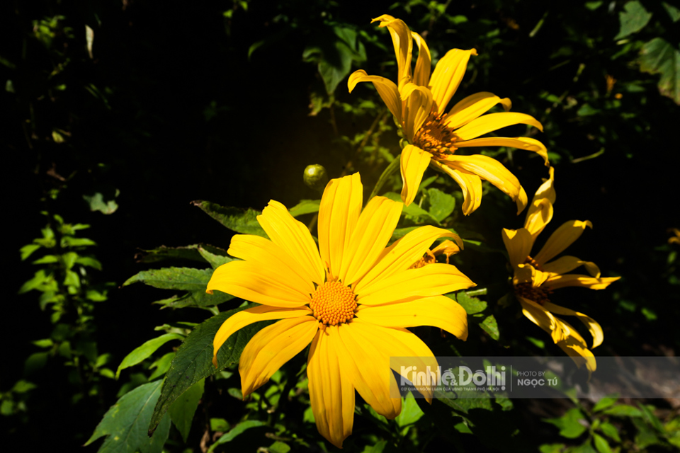 [Ảnh] Ngắm hoa dã quỳ bung sắc vàng trong sương mờ tại Vườn quốc gia Ba Vì - Ảnh 7
