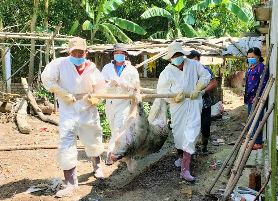 Nông dân Quảng Nam điêu đứng vì dịch tả lợn châu Phi bùng phát - Ảnh 2