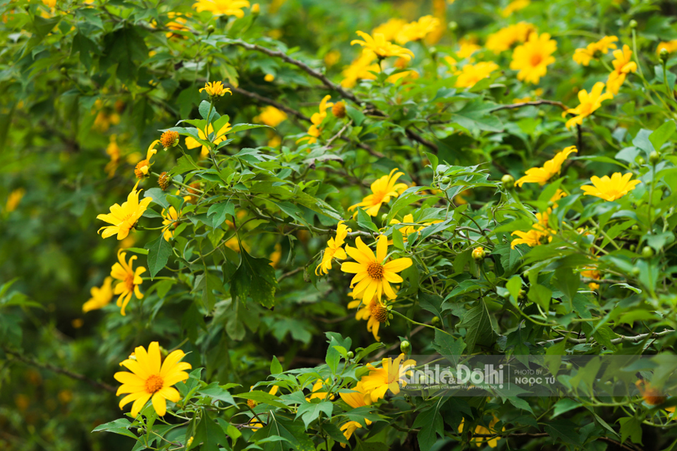 [Ảnh] Ngắm hoa dã quỳ bung sắc vàng trong sương mờ tại Vườn quốc gia Ba Vì - Ảnh 9