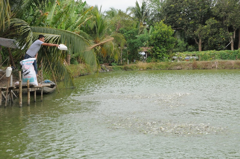 3.400 tỷ đồng thực hiện đề án phát triển nuôi trồng thủy sản bền vững đồng bằng sông Cửu Long - Ảnh 1