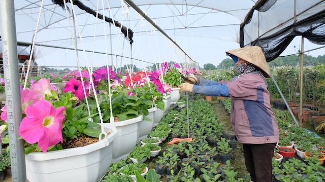 Huyện Mê Linh: Nhà vườn hoa cảnh đón đầu vụ Tết - Ảnh 1