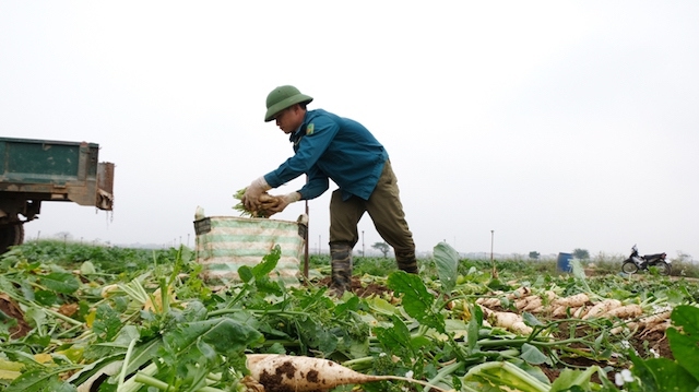 Dự kiến nguồn cung nông sản cho 10,3 triệu dân Hà Nội trong tháng 9/2021 - Ảnh 1