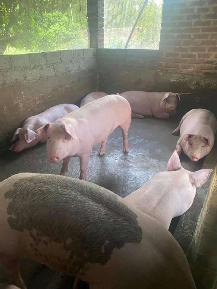 Giá lợn hơi ngày 13/10/2021: Tiếp tục giảm, nông hộ “nuôi không được mà bán cũng chẳng đành” - Ảnh 1