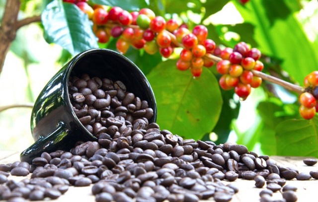 Giá cà phê hôm nay 10/10: Thiếu nguồn cung đẩy Arabica tăng mạnh, Robusta ổn định khi Việt Nam vào vụ mới - Ảnh 1