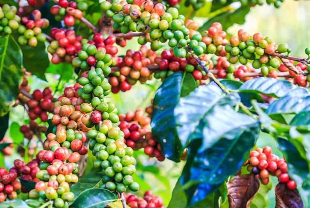 Giá cà phê hôm nay 12/10: Arabica tiếp tục tăng, Robusta giảm trước thời điểm thu hoạch rộ ở Tây Nguyên - Ảnh 1