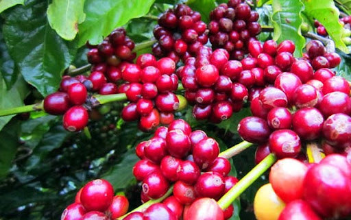 Giá cà phê hôm nay 12/9: Thế giới đối mặt nguy cơ thiếu cà phê nghiêm trọng đẩy Robusta cao nhất 4 năm qua - Ảnh 1