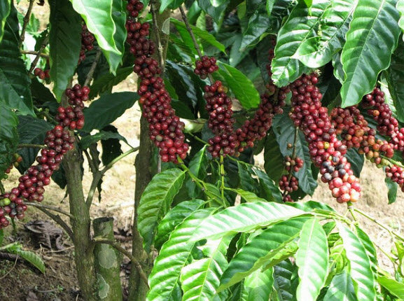 Giá cà phê hôm nay 16/11: Arabica lên mức cao nhất 10 năm qua do lo ngại nguồn cung từ Nam Mỹ - Ảnh 1