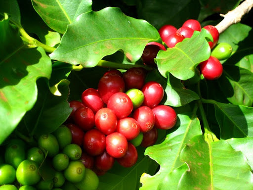 Giá cà phê hôm nay 19/8: Đồng loạt tăng trên 38.000 đồng/kg, Robusta có thể cán mốc 2.000 USD/tấn - Ảnh 1