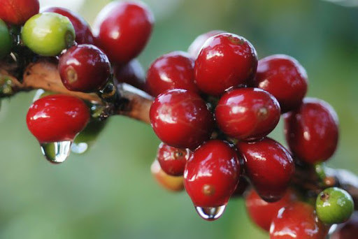 Giá cà phê hôm nay 23/10: Robusta tăng 4 ngày liên tiếp, nông dân Đắk Nông phấn khởi thu hoạch cà phê vụ mới - Ảnh 1