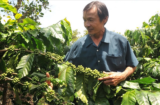 Giá cà phê hôm nay 26/11: Robusta tăng nhẹ, cà phê xuất khẩu kỳ vọng lập lại ngưỡng 3 tỷ USD - Ảnh 1