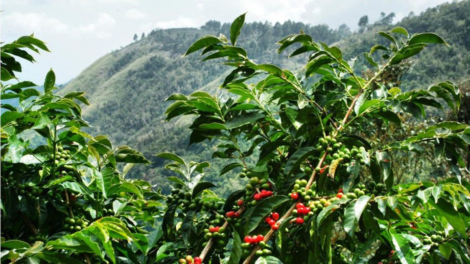 Giá cà phê hôm nay 27/11: Robusta tiếp tục tăng, vượt mốc 2.300 USD/tấn nhưng niềm vui chưa trọn với nhà nông - Ảnh 1