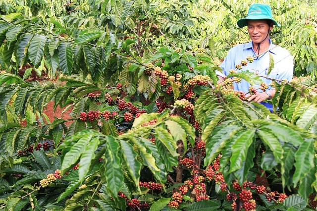 Giá cà phê hôm nay 28/10: Rơi mạnh từ đỉnh cao 10 năm, cà phê vụ mới chưa thể thuận lợi tham gia thị trường - Ảnh 1