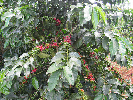 Giá cà phê hôm nay 29/11: Giải mã đà tăng của cà phê thế giới, nông dân Việt vẫn... lỗ - Ảnh 1