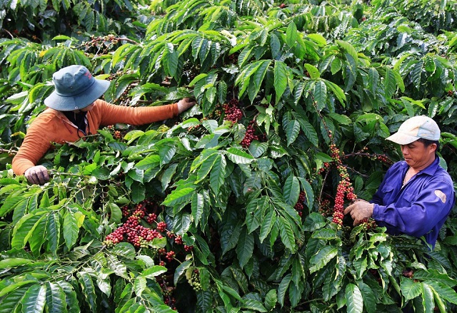 Giá cà phê hôm nay 3/10: Xu hướng tăng vẫn tiếp tục đẩy giá trị cà phê vụ mới Việt Nam ước chừng 4 tỷ USD - Ảnh 1