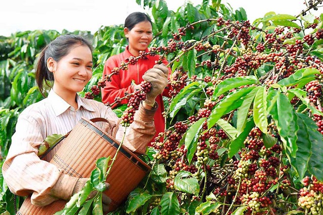 Giá cà phê hôm nay 3/11: Đầu cơ bán tháo cà phê trên sàn, Robusta còn nguyên mối lo nguồn cung chậm trễ - Ảnh 1