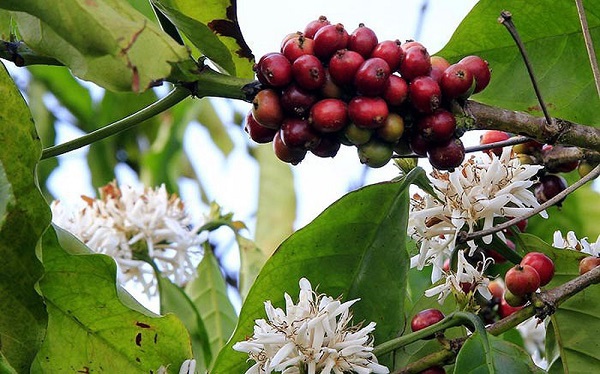 Giá cà phê hôm nay 30/9: Xuất khẩu tháng 9 tăng mạnh, Brazil tăng diện tích Robusta đe dọa vị thế số 1 của cà phê Việt - Ảnh 1